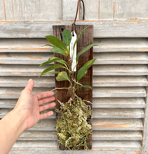 アンスリウム:スカンデンス板付け