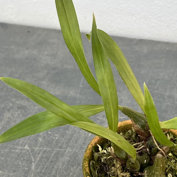 セロジネ：ユニフローラ　2.5号