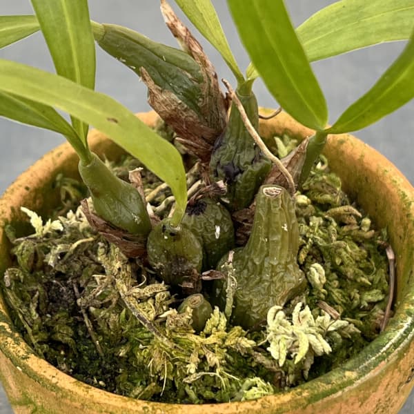 セロジネ：ユニフローラ　2.5号