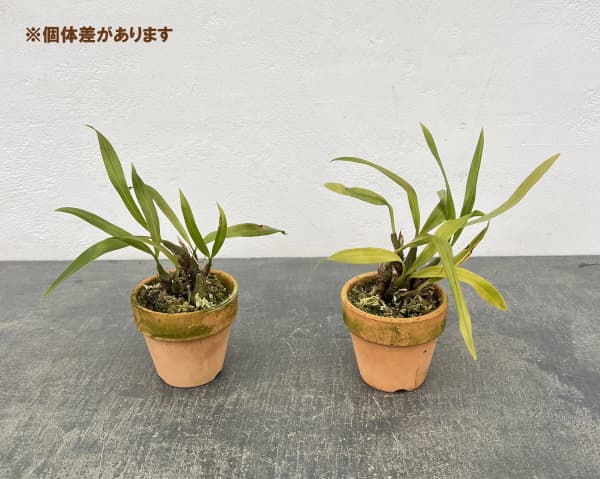 セロジネ：ユニフローラ　2.5号