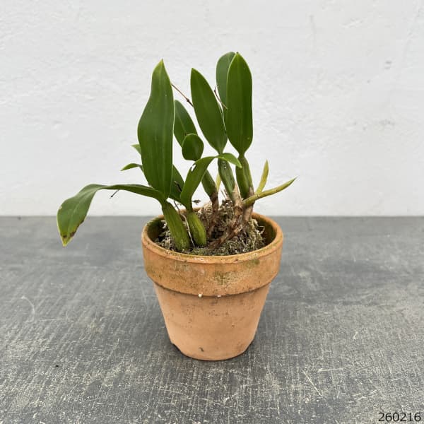 セロジネ：ファンブリアータ　2.5号