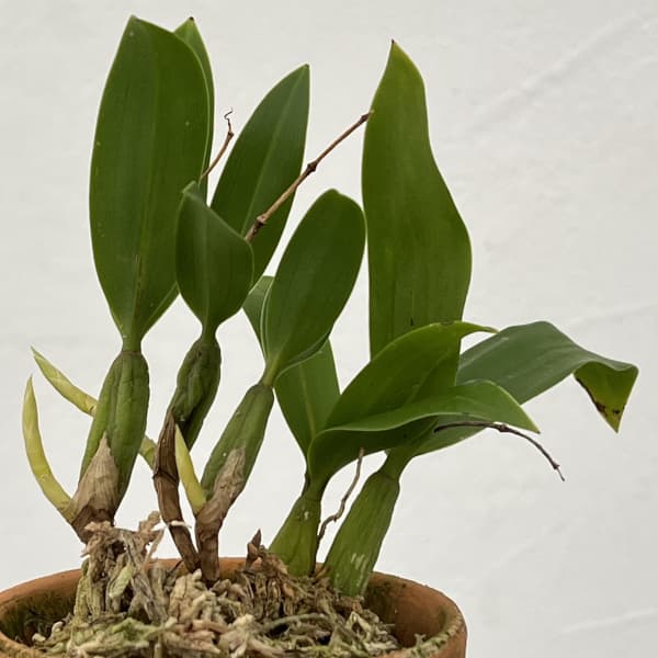 セロジネ：ファンブリアータ　2.5号