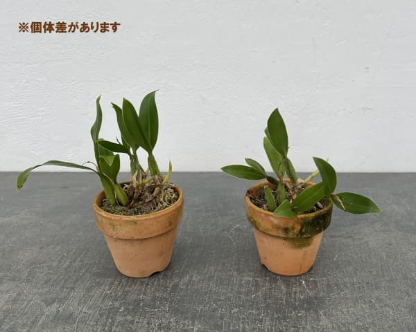 セロジネ：ファンブリアータ　2.5号