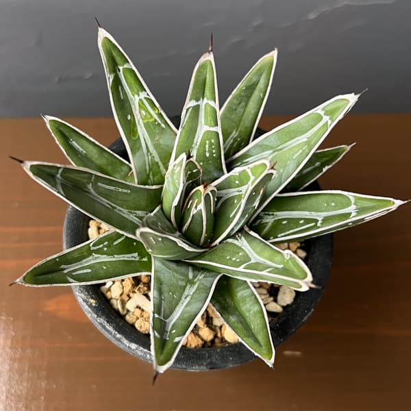 アガベ：笹の雪　コンパクタ　3号鉢植え