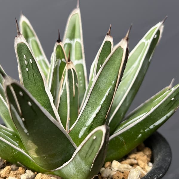 アガベ：笹の雪　コンパクタ　3号鉢植え