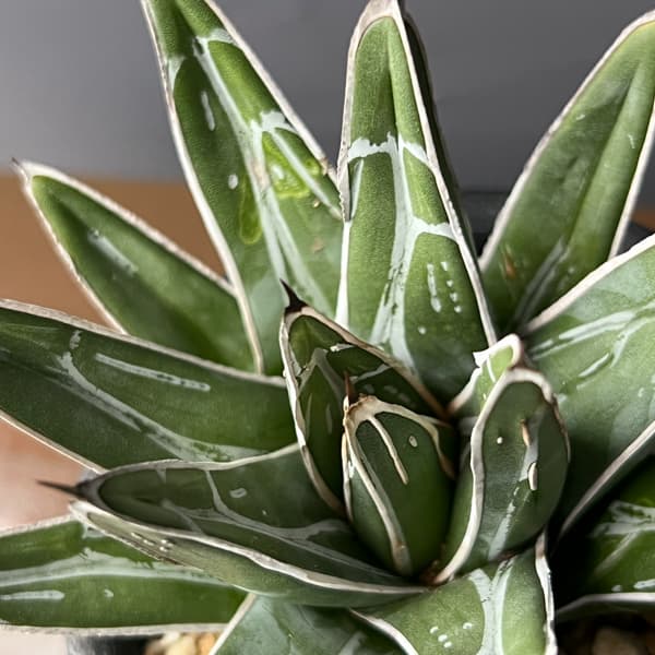 アガベ：笹の雪　コンパクタ　3号鉢植え