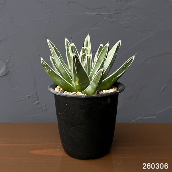 アガベ：笹の雪　コンパクタ　3号鉢植え