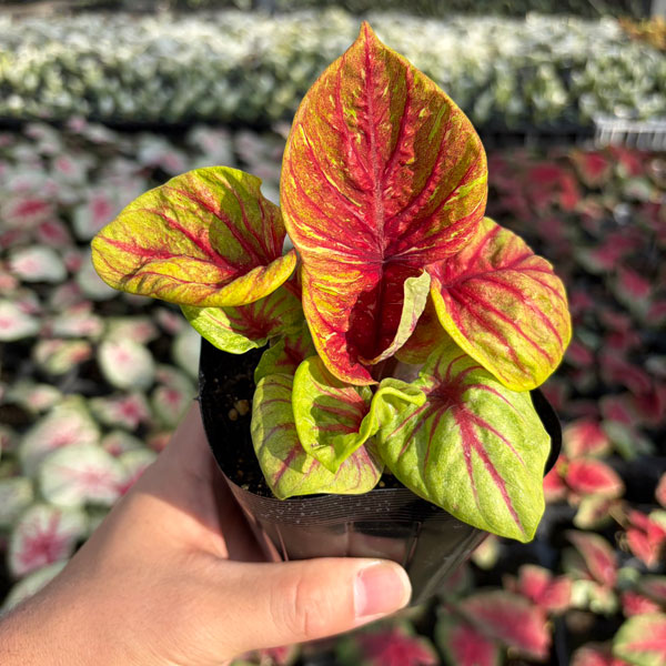 [26年3月中下旬予約]カラジウム：ティグレス　3.5号ポット