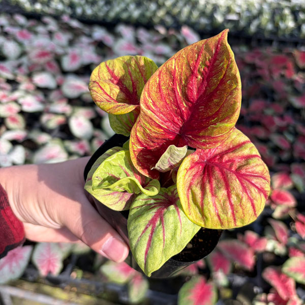 [26年3月中下旬予約]カラジウム：ティグレス　3.5号ポット