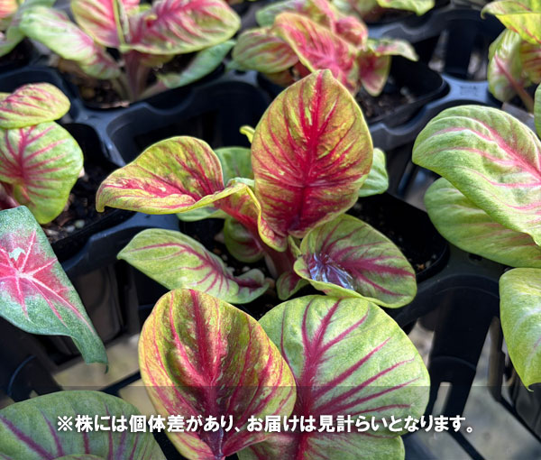 [26年3月中下旬予約]カラジウム：ティグレス　3.5号ポット