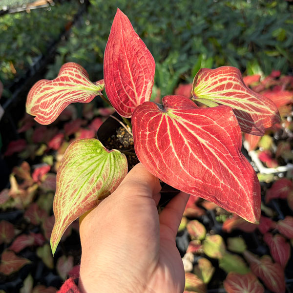 [26年3月中下旬予約]カラジウム：サンシャイン　3.5号ポット