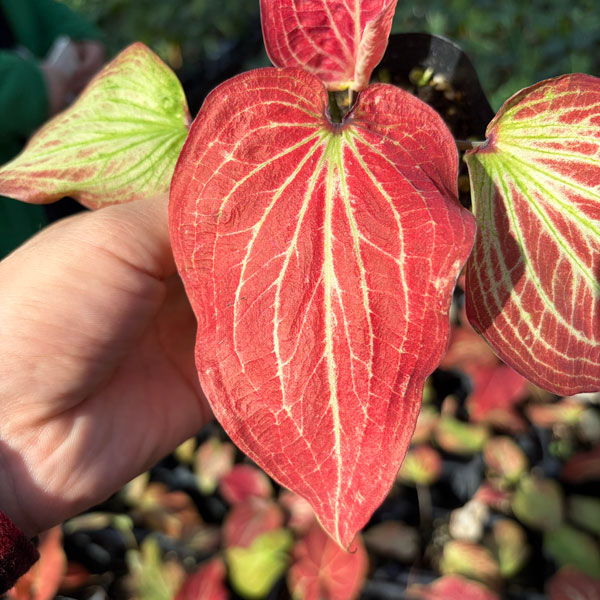 [26年3月中下旬予約]カラジウム：サンシャイン　3.5号ポット