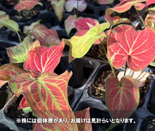 [26年3月中下旬予約]カラジウム：サンシャイン　3.5号ポット