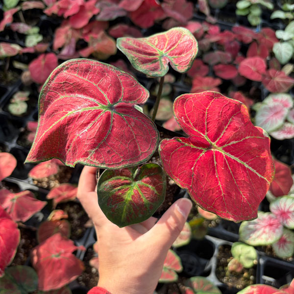 [26年3月中下旬予約]カラジウム：パッション　3.5号ポット