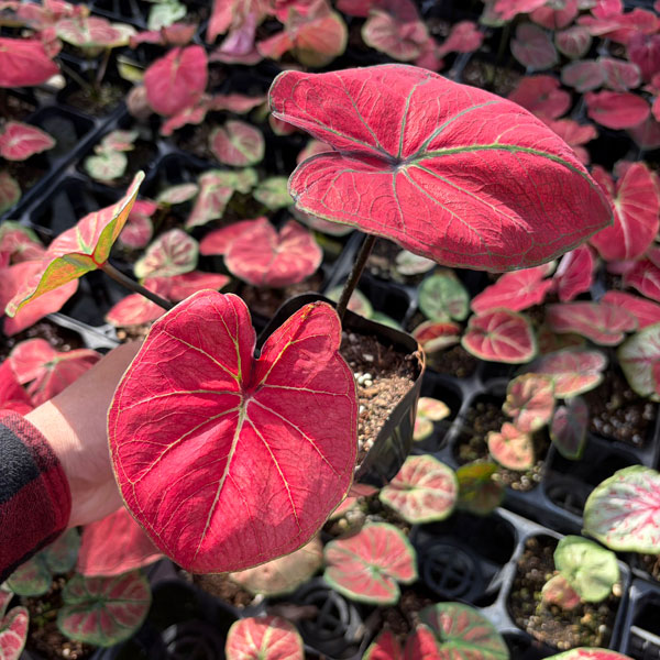 [26年3月中下旬予約]カラジウム：パッション　3.5号ポット