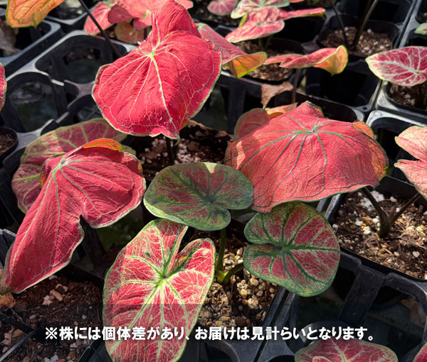 [26年3月中下旬予約]カラジウム：パッション　3.5号ポット