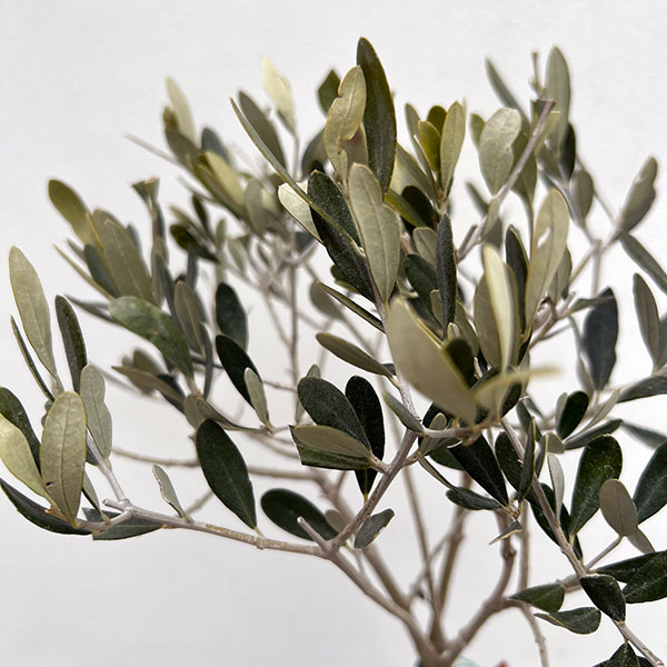 オリーブ：フラントイオ スタンドねじり仕立て6号ポット