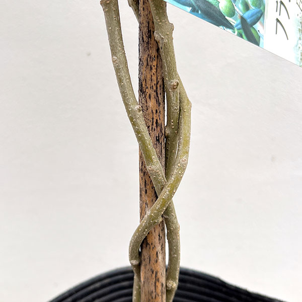 オリーブ：フラントイオ スタンドねじり仕立て6号ポット