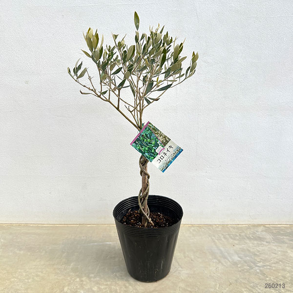 オリーブ：コロネイキ スタンドねじり仕立て6号ポット