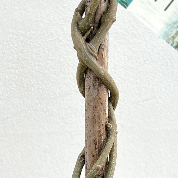 オリーブ：コロネイキ スタンドねじり仕立て6号ポット