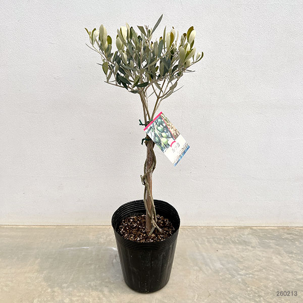 オリーブ:ルッカ スタンドねじり仕立て6号ポット