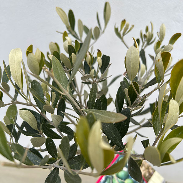 オリーブ:ルッカ スタンドねじり仕立て6号ポット