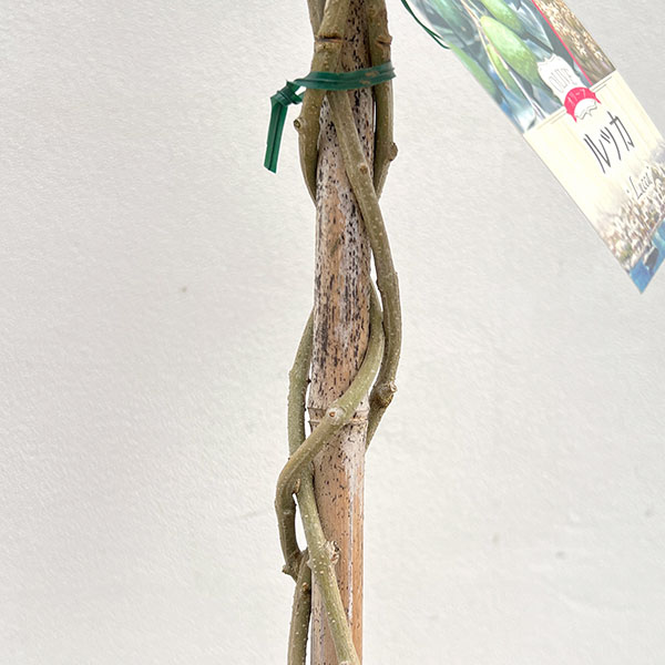 オリーブ:ルッカ スタンドねじり仕立て6号ポット