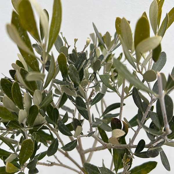 オリーブ:シプレッシノ スタンドねじり仕立て6号ポット