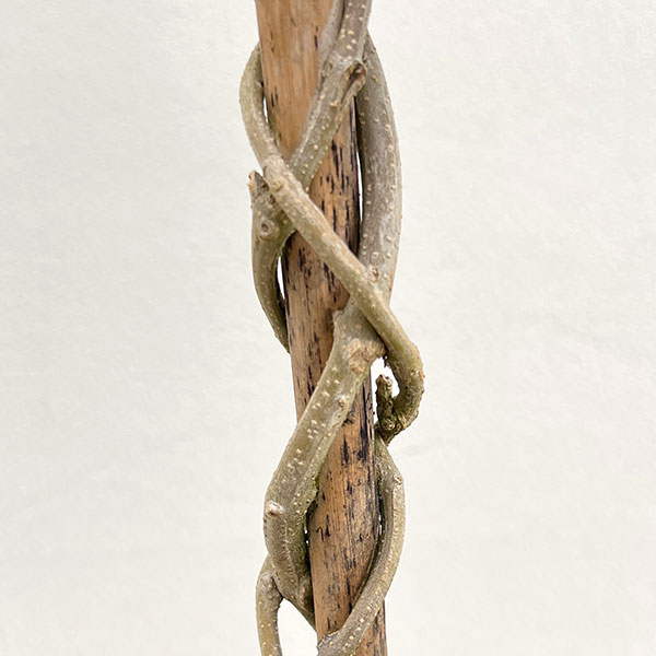 オリーブ:シプレッシノ スタンドねじり仕立て6号ポット