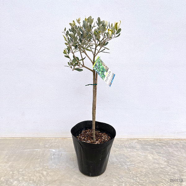 オリーブ：ワッガベルダル スタンド仕立て6号ポット