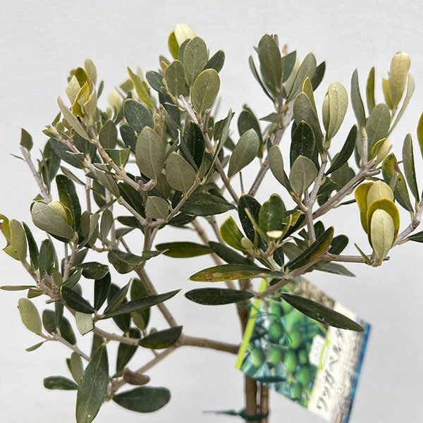 オリーブ：ワッガベルダル スタンド仕立て6号ポット