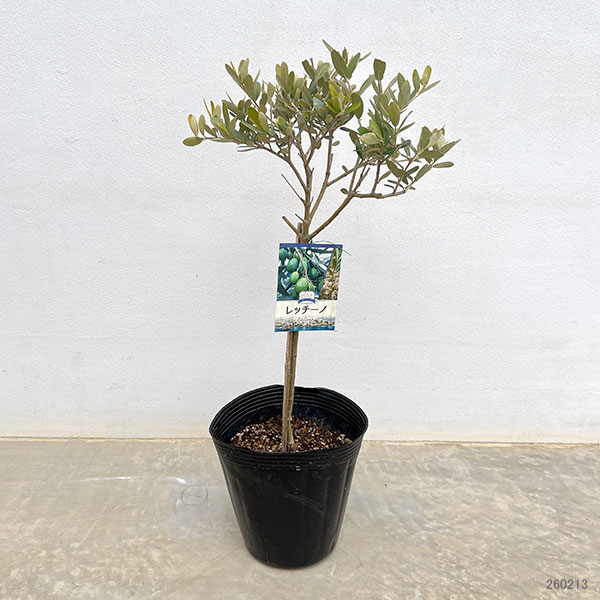 オリーブ:レッチーノ スタンド仕立て6号ポット