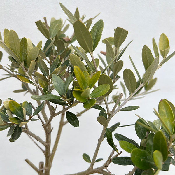 オリーブ:レッチーノ スタンド仕立て6号ポット