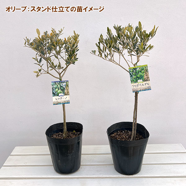 オリーブ：ワッガベルダル スタンド仕立て6号ポット