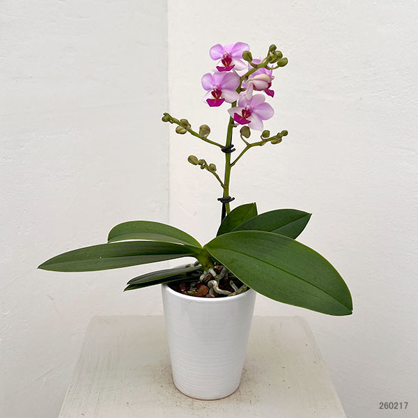 ミディコチョウラン:アンナララティ1-2本立ち 2.5号陶器鉢植え