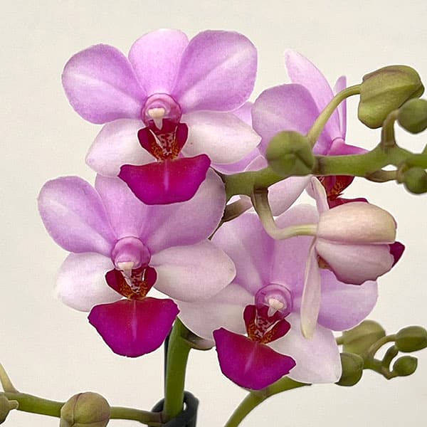 ミディコチョウラン:アンナララティ1-2本立ち 2.5号陶器鉢植え