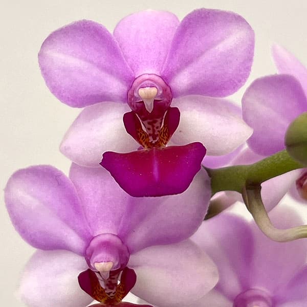 ミディコチョウラン:アンナララティ1-2本立ち 2.5号陶器鉢植え