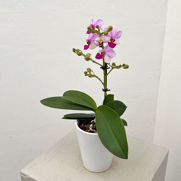 ミディコチョウラン:アンナララティ1-2本立ち 2.5号陶器鉢植え