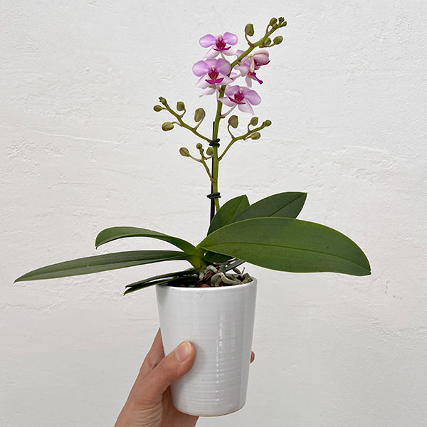 ミディコチョウラン:アンナララティ1-2本立ち 2.5号陶器鉢植え