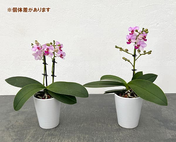 ミディコチョウラン:アンナララティ1-2本立ち 2.5号陶器鉢植え