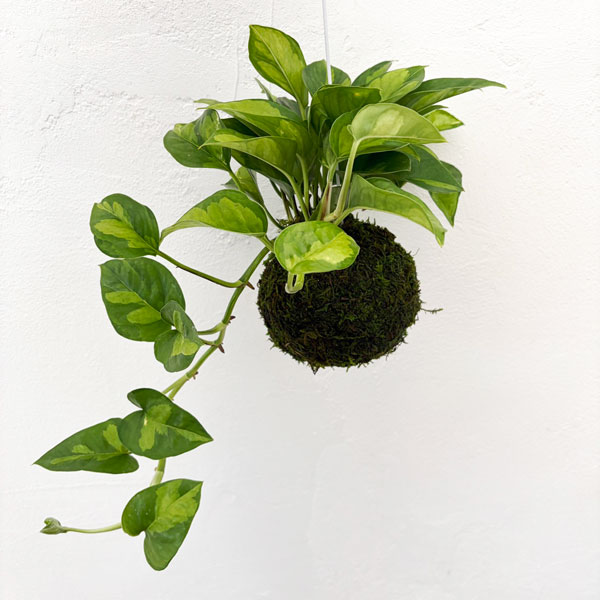 ポトス：グローバルグリーン　コケ玉仕立て