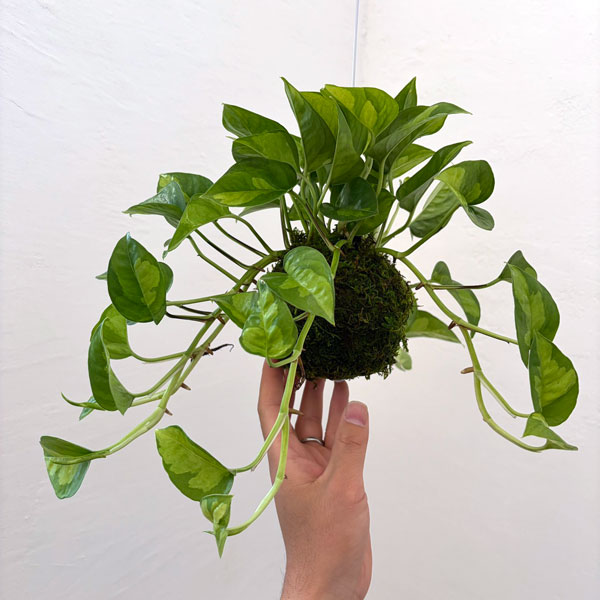 ポトス：グローバルグリーン　コケ玉仕立て