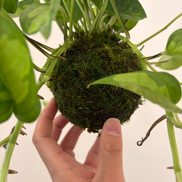 ポトス：グローバルグリーン　コケ玉仕立て
