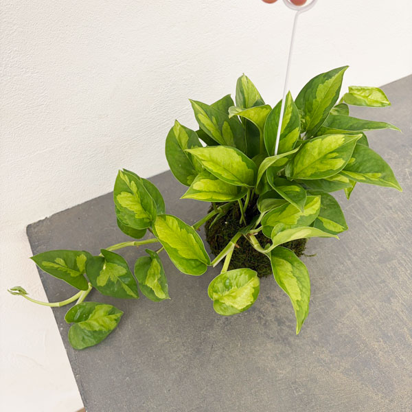 ポトス：グローバルグリーン　コケ玉仕立て