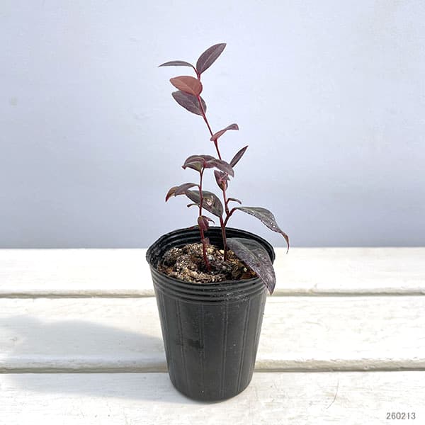 西洋イワナンテン(岩南天):ゼブリット2.5号ポット