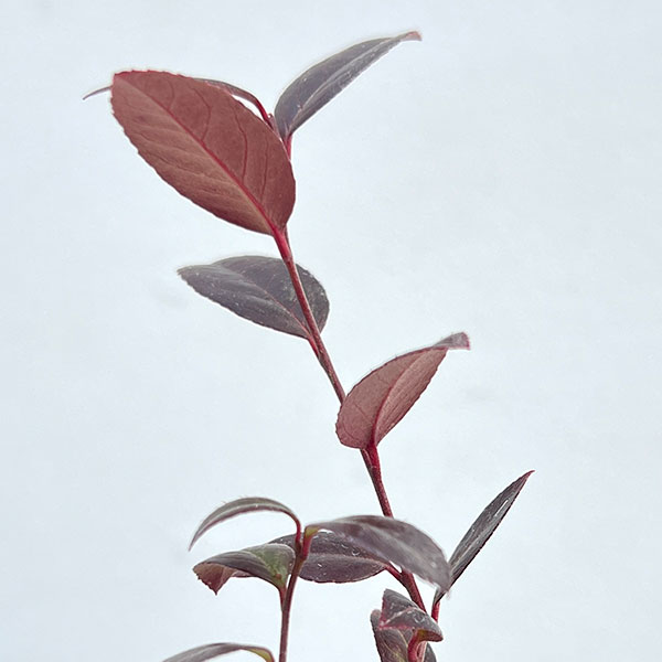 西洋イワナンテン(岩南天):ゼブリット2.5号ポット