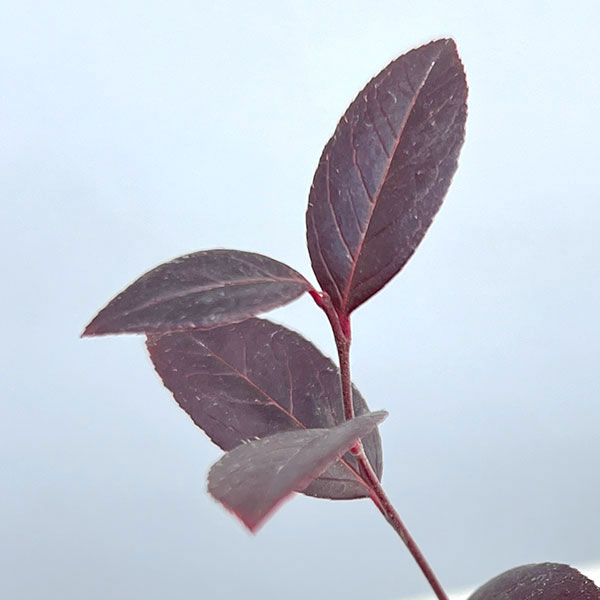 西洋イワナンテン(岩南天):ゼブリット2.5号ポット