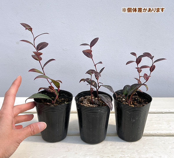 西洋イワナンテン(岩南天):ゼブリット2.5号ポット