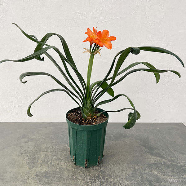 クンシラン:波葉クンシラン5号鉢植え