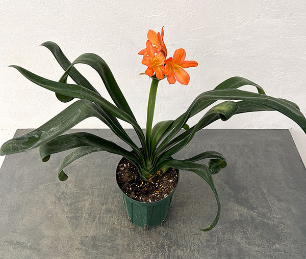 クンシラン:波葉クンシラン5号鉢植え